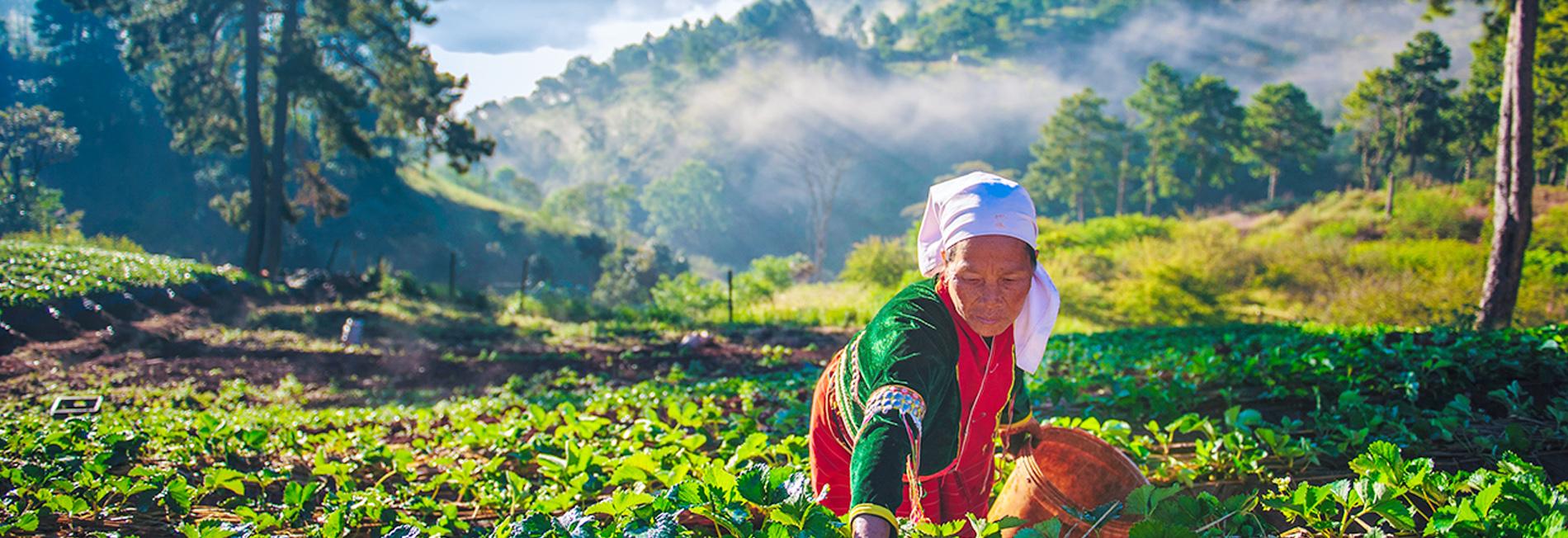 Combiné Thaïlande - Laos